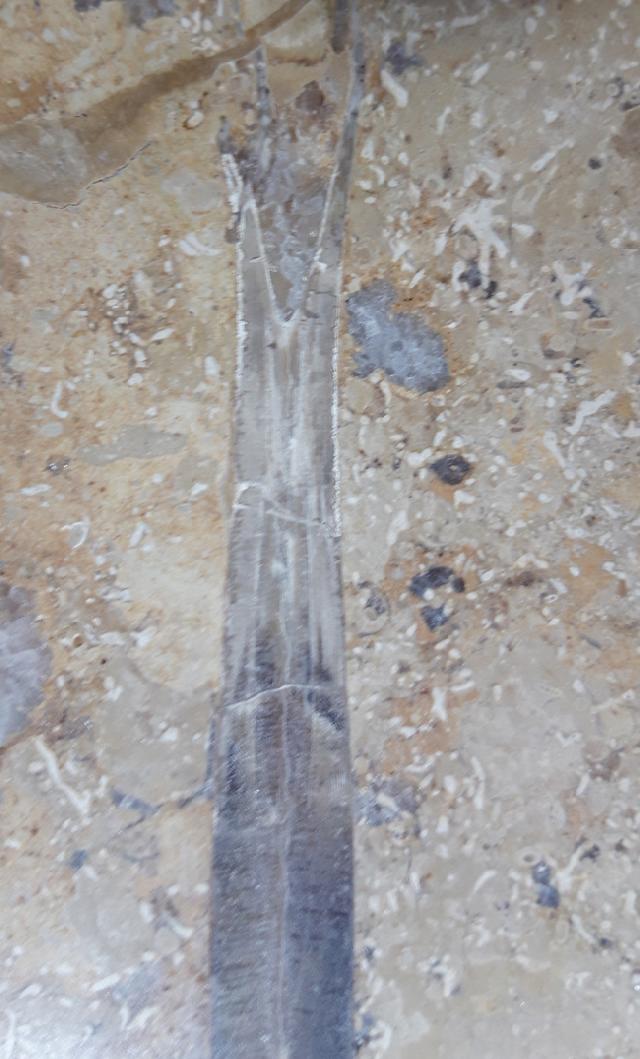 Hibolithes sp. (MONTFORT 1808) - Bild &copy; FossNet FossilienStore
